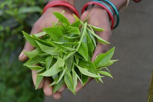 Motivauswahl_1